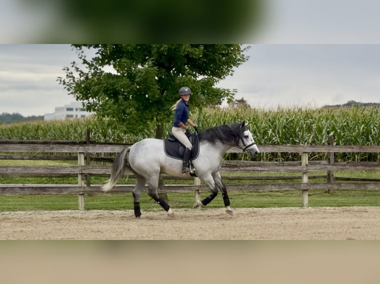Percherón Mestizo Caballo castrado 5 años Tordo in Gap