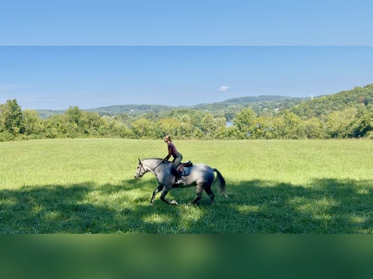 Percherón Mestizo Caballo castrado 5 años Tordo in Gap