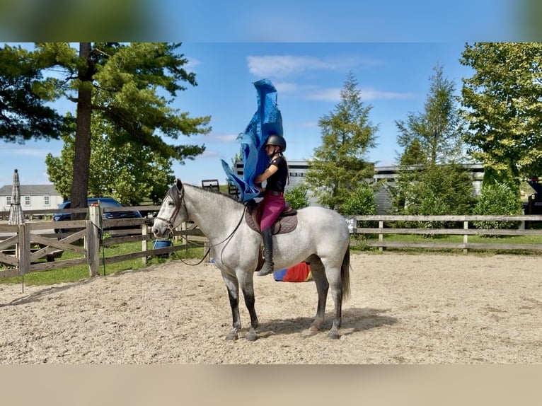 Percherón Mestizo Caballo castrado 5 años Tordo in Gap