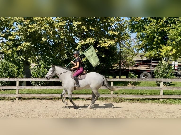Percherón Mestizo Caballo castrado 5 años Tordo in Gap