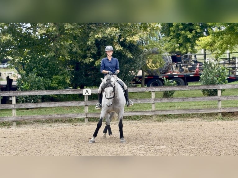 Percherón Mestizo Caballo castrado 5 años Tordo in Gap
