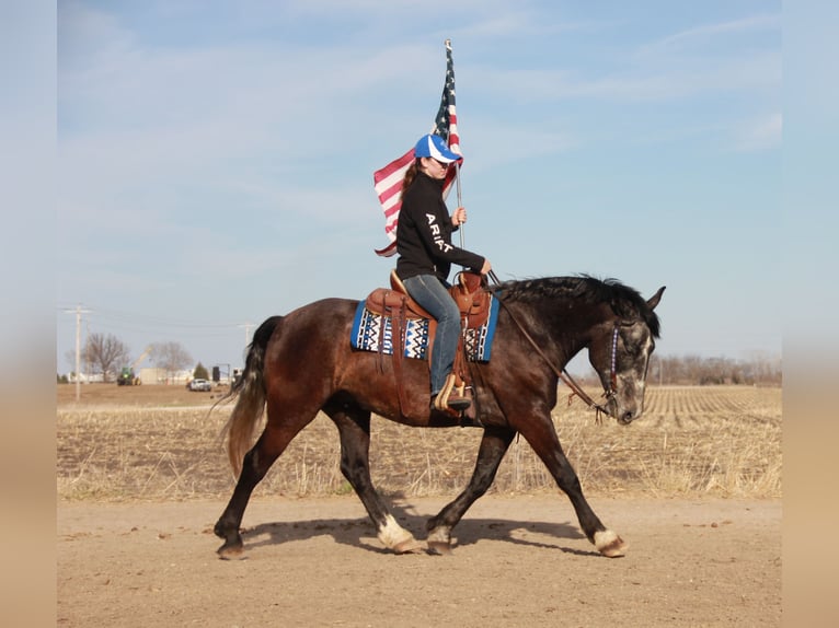 Percherón Mestizo Caballo castrado 6 años 157 cm Tordo in Ames, IA