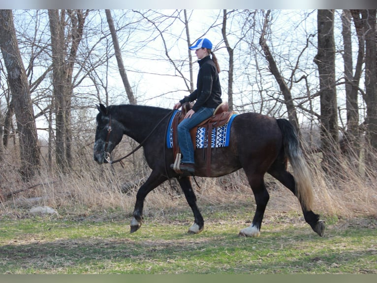 Percherón Mestizo Caballo castrado 6 años 157 cm Tordo in Ames, IA