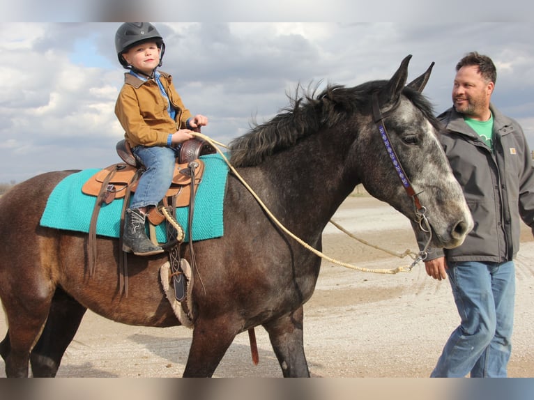 Percherón Mestizo Caballo castrado 6 años 157 cm Tordo in Ames, IA