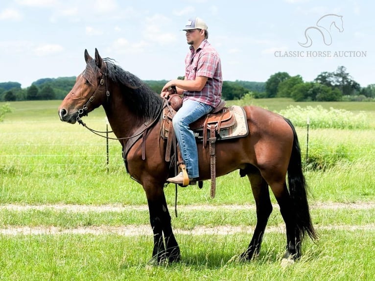 Percherón Caballo castrado 6 años 163 cm Castaño rojizo in Houston, MO