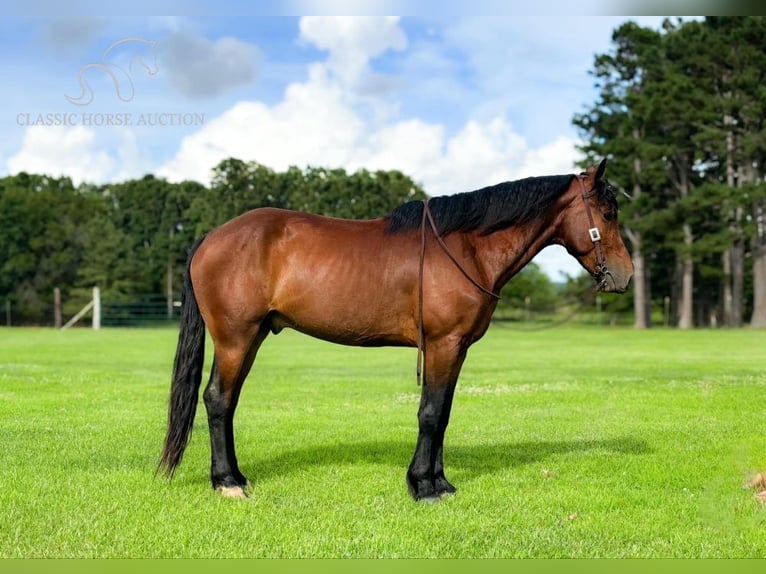 Percherón Caballo castrado 6 años 163 cm Castaño rojizo in Houston, MO