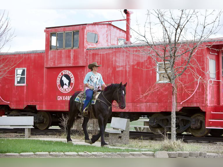 Percherón Caballo castrado 6 años 163 cm Negro in Georgetown, TX