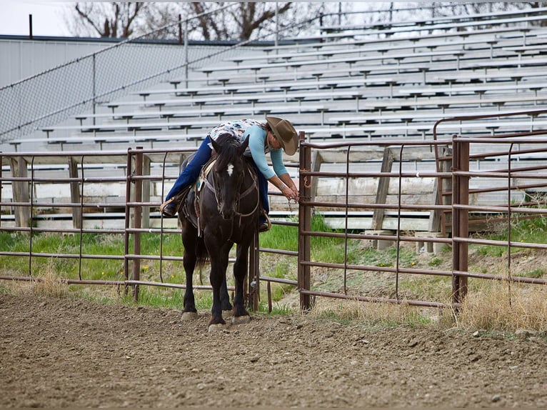 Percherón Caballo castrado 6 años 163 cm Negro in Georgetown, TX