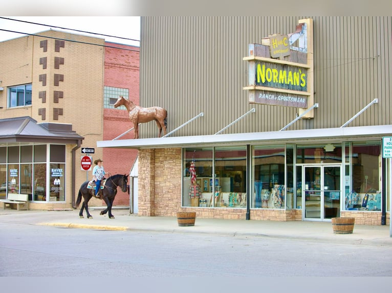 Percherón Caballo castrado 6 años 163 cm Negro in Georgetown, TX