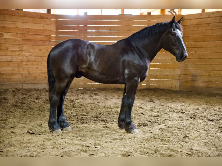 Percherón Caballo castrado 6 años 163 cm Negro in Georgetown, TX