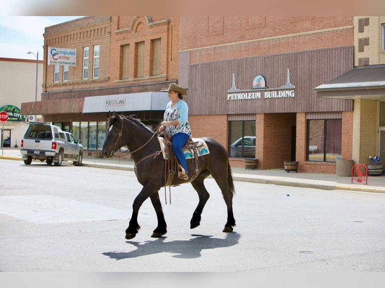 Percherón Caballo castrado 6 años 163 cm Negro in Georgetown, TX
