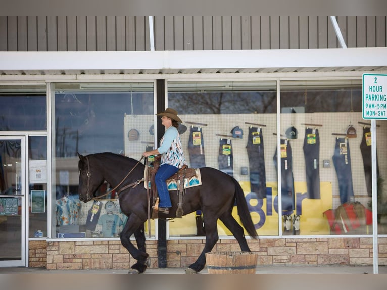 Percherón Caballo castrado 6 años 163 cm Negro in Georgetown, TX