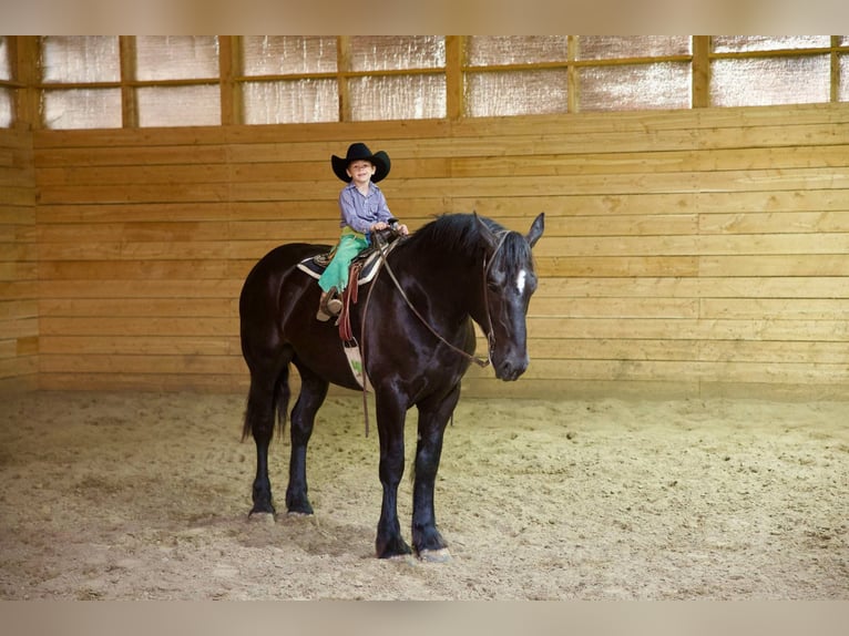 Percherón Caballo castrado 6 años 163 cm Negro in Georgetown, TX