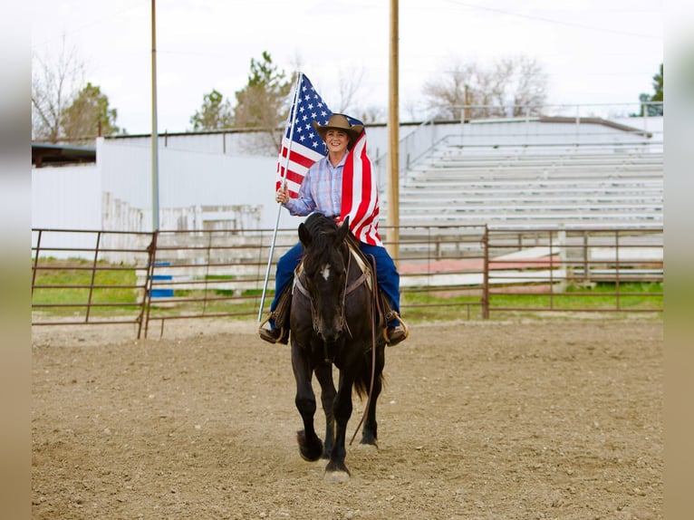 Percherón Caballo castrado 6 años 163 cm Negro in Georgetown, TX