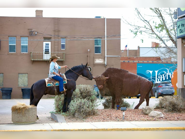 Percherón Caballo castrado 6 años 163 cm Negro in Georgetown, TX