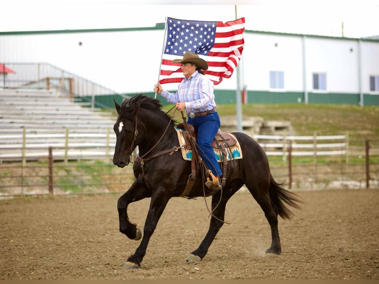 Percherón Caballo castrado 6 años 163 cm Negro in Georgetown, TX
