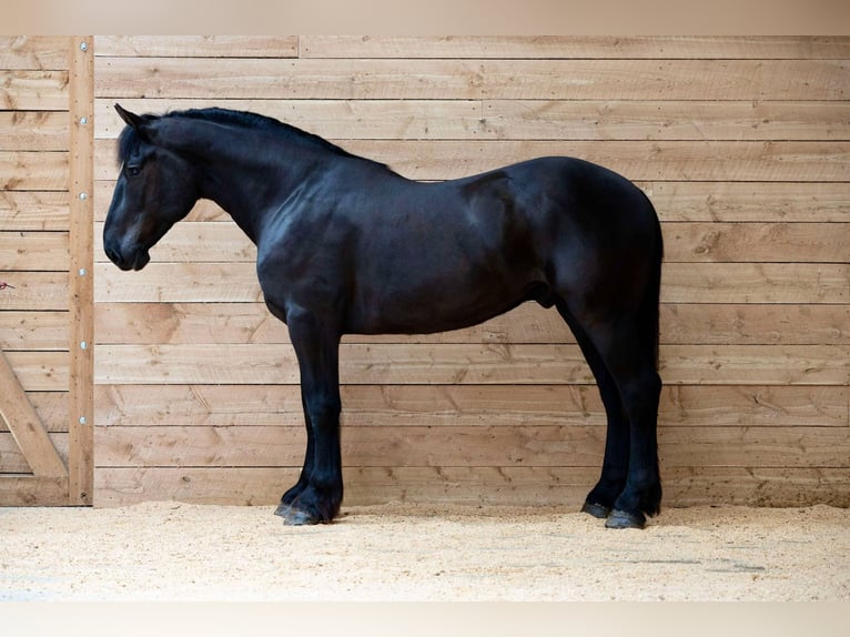 Percherón Caballo castrado 6 años 163 cm Negro in Georgetown, TX