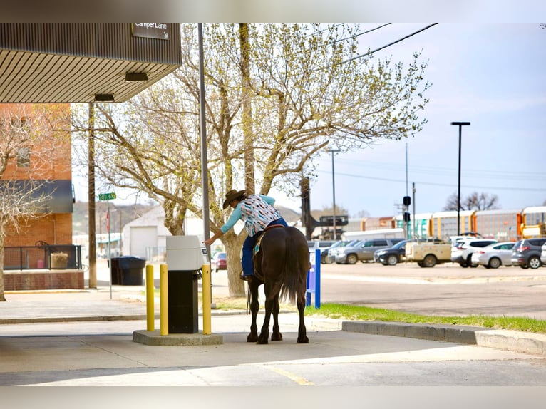 Percherón Caballo castrado 6 años 163 cm Negro in Georgetown, TX
