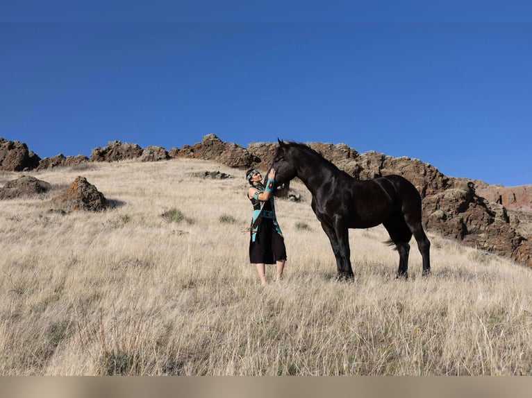 Percherón Caballo castrado 6 años 163 cm Negro in Georgetown, TX