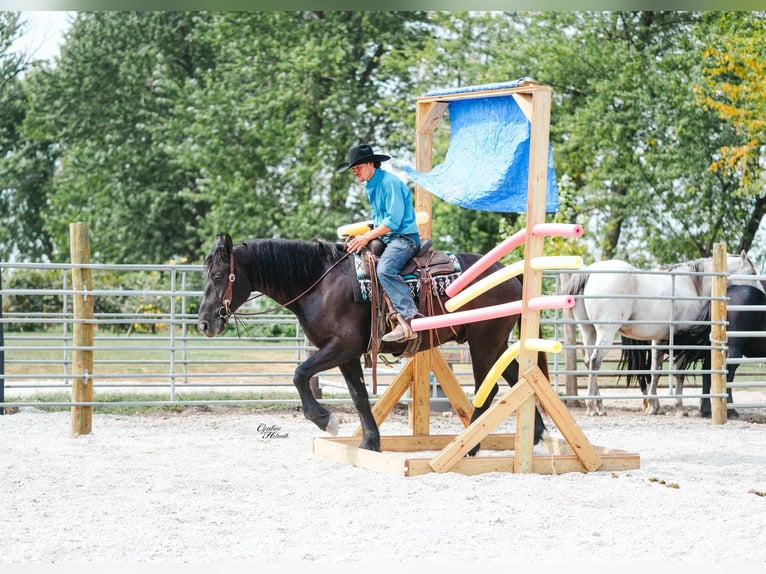Percherón Caballo castrado 6 años 163 cm Negro in Independence IA