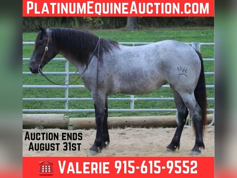 Percherón Caballo castrado 6 años 163 cm Ruano azulado in El Paso TX