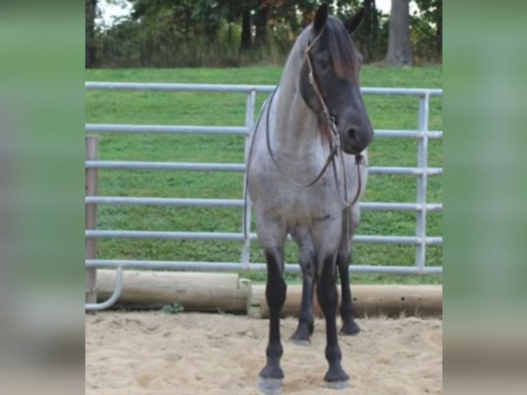 Percherón Caballo castrado 6 años 163 cm Ruano azulado in El Paso TX