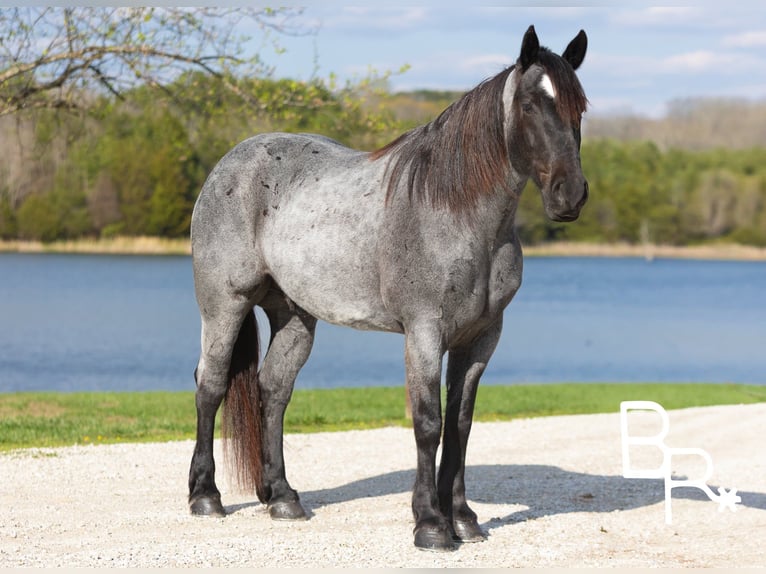 Percherón Caballo castrado 6 años 163 cm Ruano azulado in Mountain Grove MO