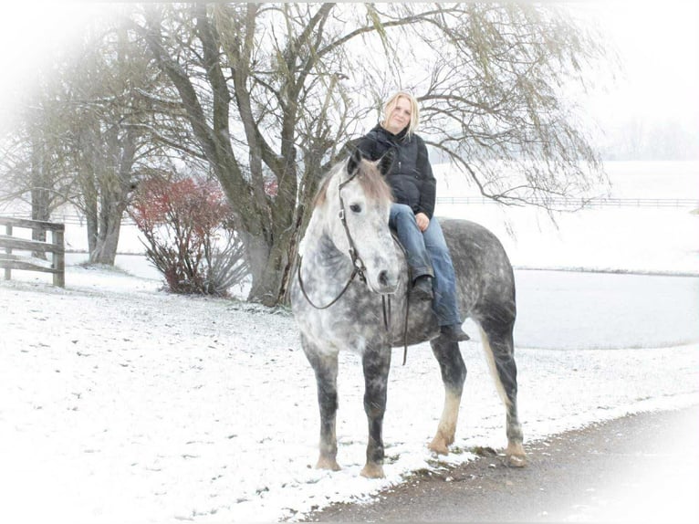 Percherón Mestizo Caballo castrado 6 años 163 cm Tordo in Jackson