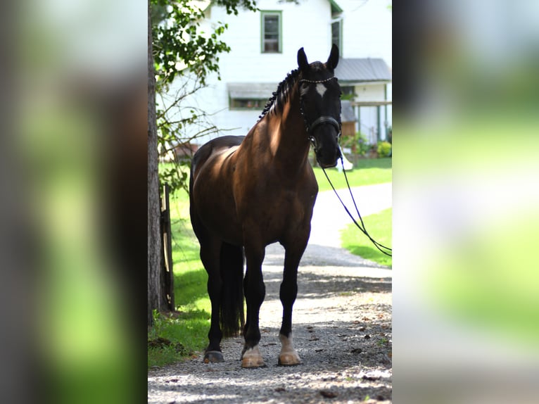 Percherón Mestizo Caballo castrado 6 años 165 cm Castaño oscuro in Strasburg, OH