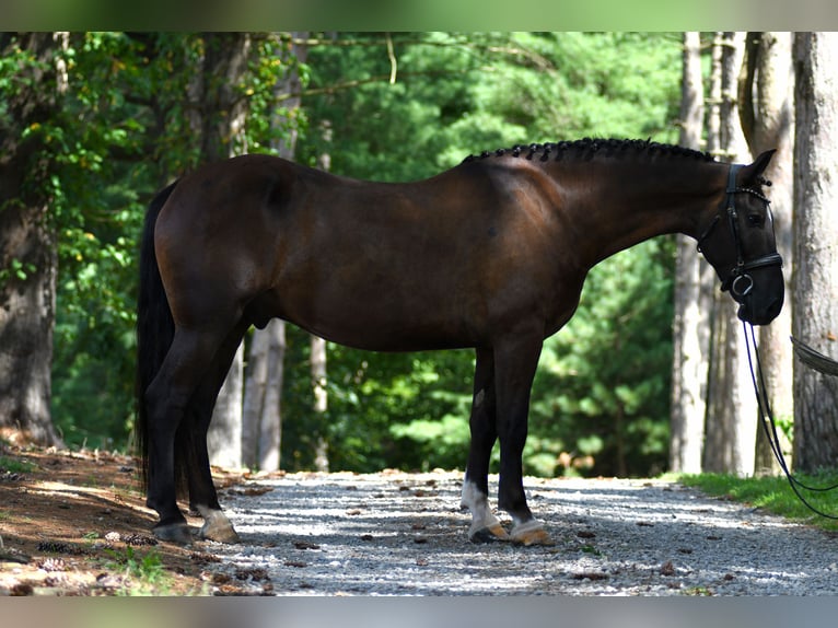 Percherón Mestizo Caballo castrado 6 años 165 cm Castaño oscuro in Strasburg, OH