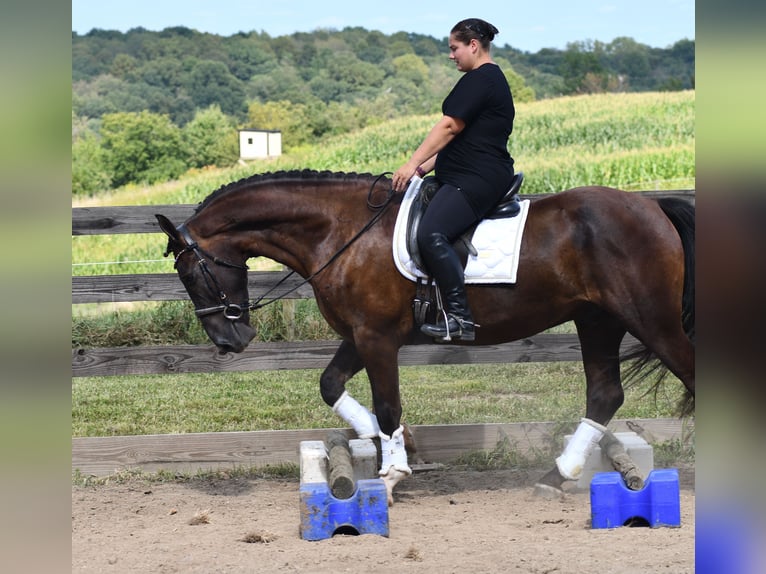 Percherón Mestizo Caballo castrado 6 años 165 cm Castaño oscuro in Strasburg, OH