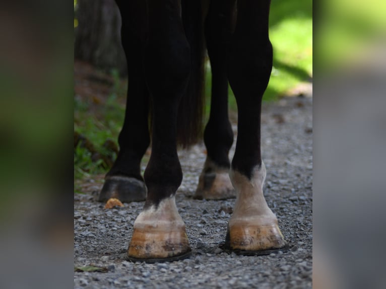 Percherón Mestizo Caballo castrado 6 años 165 cm Castaño oscuro in Strasburg, OH