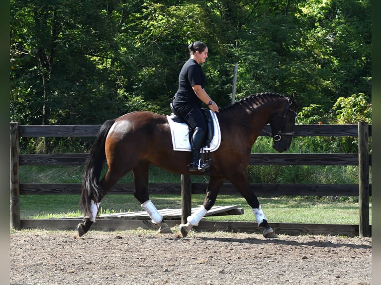 Percherón Mestizo Caballo castrado 6 años 165 cm Castaño oscuro in Strasburg, OH