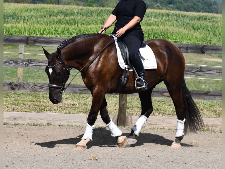 Percherón Mestizo Caballo castrado 6 años 165 cm Castaño oscuro in Strasburg, OH