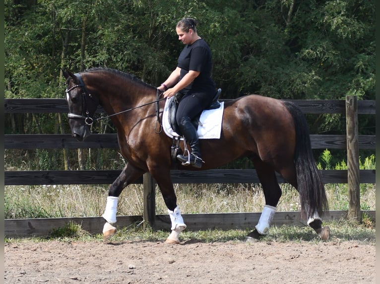 Percherón Mestizo Caballo castrado 6 años 165 cm Castaño oscuro in Strasburg, OH