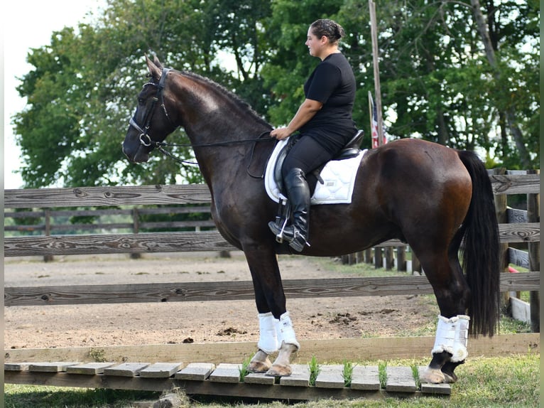 Percherón Mestizo Caballo castrado 6 años 165 cm Castaño oscuro in Strasburg, OH