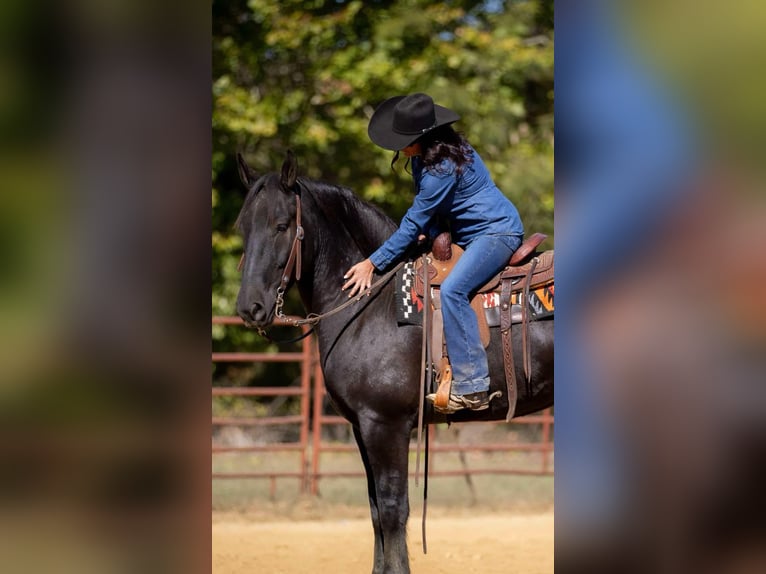 Percherón Mestizo Caballo castrado 6 años 165 cm Negro in Auburn, KY