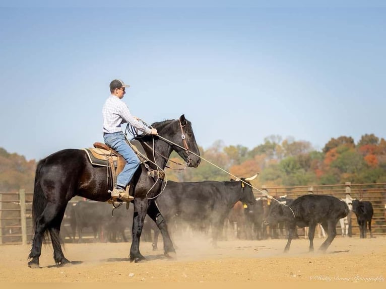 Percherón Mestizo Caballo castrado 6 años 165 cm Negro in Auburn, KY