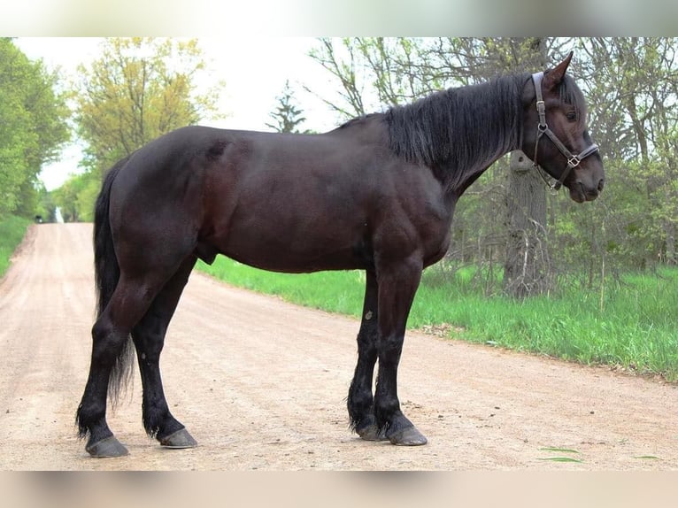 Percherón Caballo castrado 6 años 165 cm Negro in Howell MI