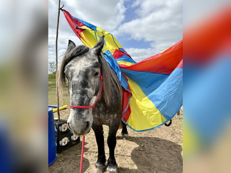 Percherón Mestizo Caballo castrado 6 años 167 cm Tordo rodado in Demen