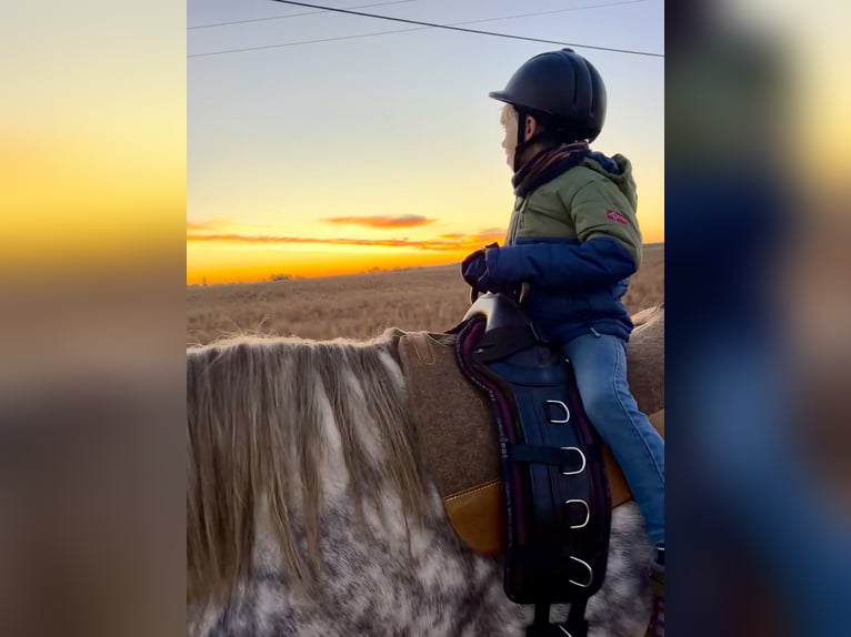 Percherón Mestizo Caballo castrado 6 años 167 cm Tordo rodado in Demen