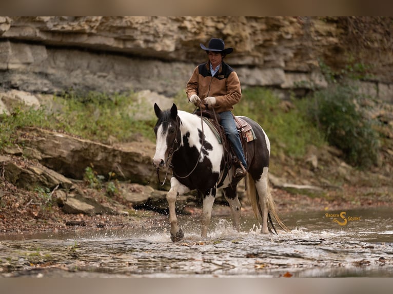 Percherón Mestizo Caballo castrado 6 años 168 cm Pío in Bogard