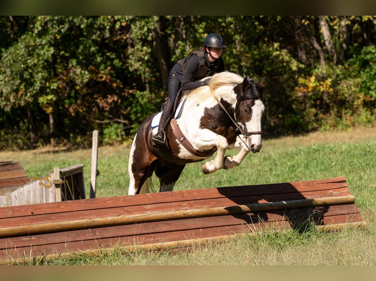 Percherón Mestizo Caballo castrado 6 años 168 cm Pío in Bogard