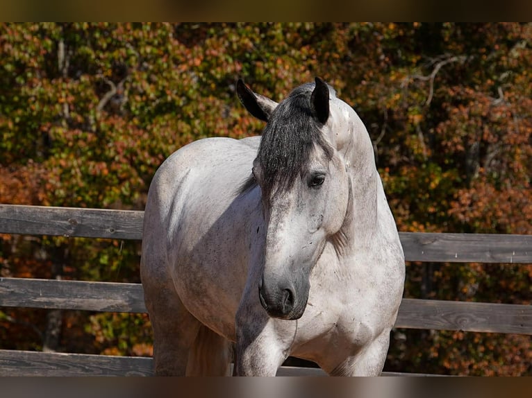 Percherón Mestizo Caballo castrado 6 años 168 cm Tordo rodado in Clover
