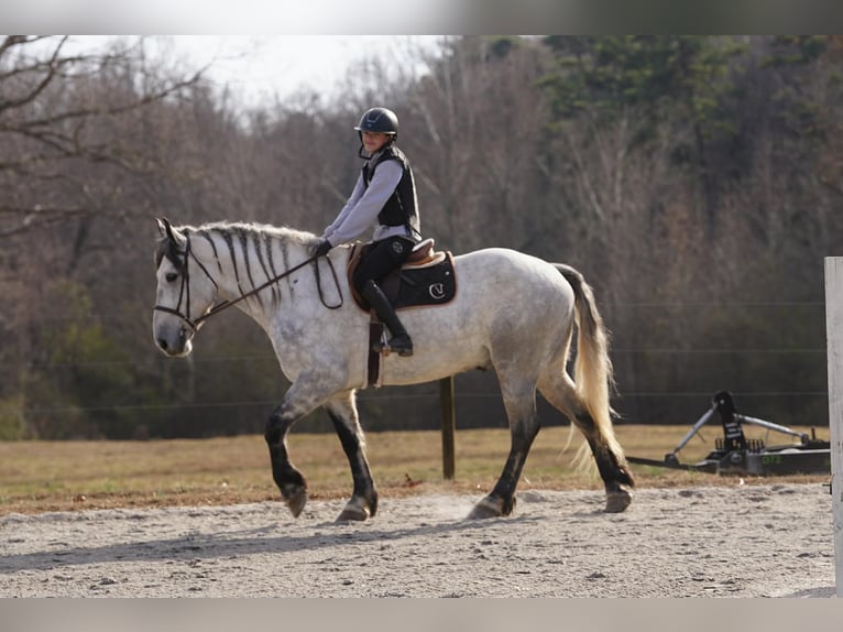 Percherón Mestizo Caballo castrado 6 años 168 cm Tordo rodado in Clover