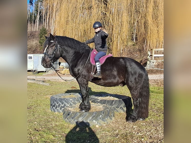 Percherón Caballo castrado 6 años 169 cm Negro in Bayerbach