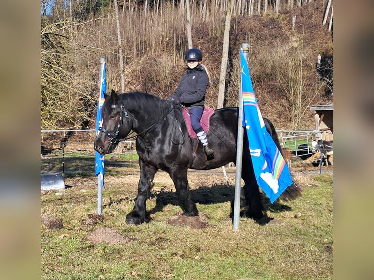 Percherón Caballo castrado 6 años 169 cm Negro in Bayerbach