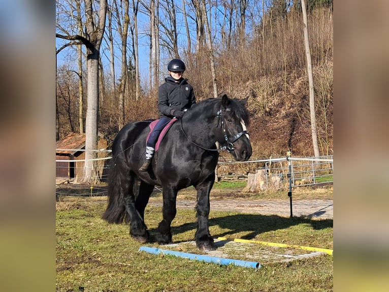 Percherón Caballo castrado 6 años 169 cm Negro in Bayerbach