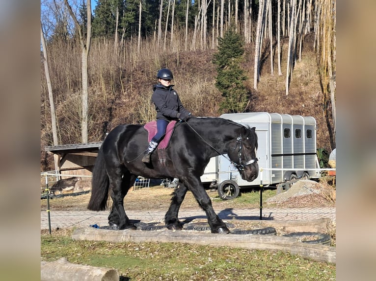 Percherón Caballo castrado 6 años 169 cm Negro in Bayerbach