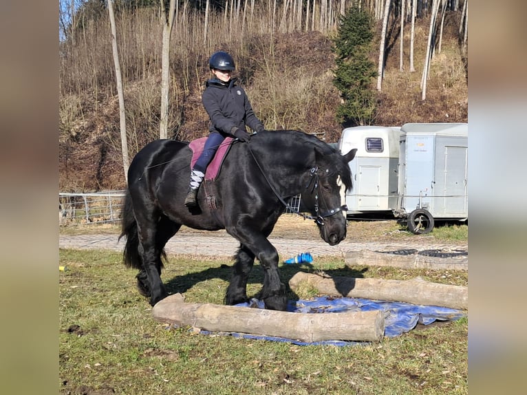 Percherón Caballo castrado 6 años 169 cm Negro in Bayerbach